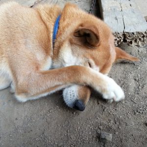 おびえるワンコ