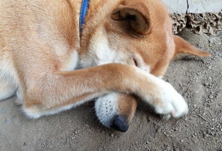 おびえるワンコ