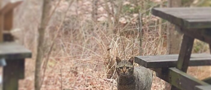 野良猫は寒い冬平気なんでしょうか 野良猫の冬